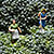 Broccoli Women