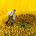 Sunflower Gardener