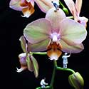 Orchid Painters